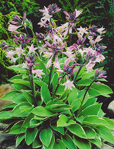Funkie Hosta Francee1 Wurzelstück Staude Funkien