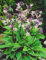 Funkie Hosta Francee1 Wurzelstück Staude Funkien