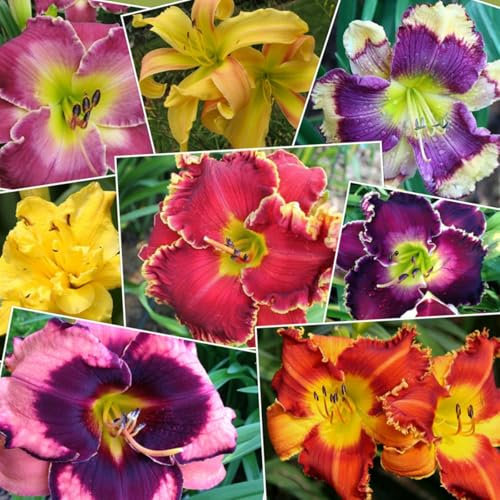 Daylily Rhizome.Strong Plants That Grow Well Mix Golden Jade Carving Feels Beautiful-5 Bulbs-A
