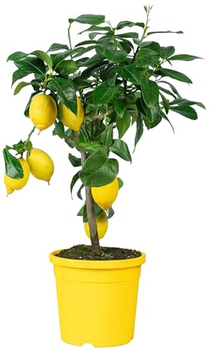 Zitrone - Citrus Limon - Höhe ca. 40 cm, Topf-Ø 19 cm