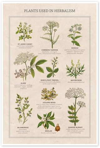 Heilpflanzen (englisch) Poster von Vintage Educational Collection 40 x 60 cm Wandbilder Wanddeko