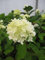 Hydrangea paniculata Skyfall ® - Rispenhortensie Skyfall ® - 60-80cm