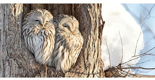 3er-Pack: Postkarte PANORAMA +++ GEO von modern times +++ EULEN IM WINTER * XXL +++ BK.EDITION GEO © MIHIRO_wildlife/stock.adobe.com