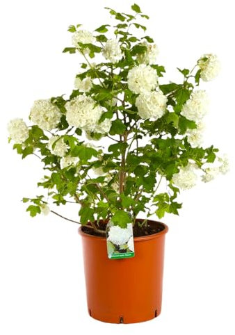 Pianta VIBURNUM OPULUS ROSEUM viburno Palla di Neve h50cm SIEPE CESPUGLIO VASO16 AMDGarden