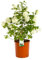 Pianta VIBURNUM OPULUS ROSEUM viburno Palla di Neve h50cm SIEPE CESPUGLIO VASO16 AMDGarden