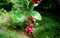 Echte Felsenbirne Amelanchier rotundifolia Pflanze 70-80cm Felsenmispel Rarität