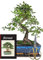 Genki-Bonsai Starterset mit chinesischer Ulme – ca. 35–40 cm, 10 Jahre alt – inkl. Edelstahlschere, Untersetzer & Pflegebuch – Bonsai Komplettset für Einsteiger & Bonsai-Liebhaber