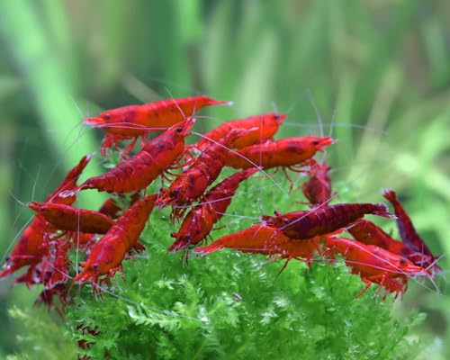 Garnelen Set - 10x Bloody Mary Neocaridina davidi + Christmas Moos - Weinrote Zwerggarnelen für Aquarium - Pflegeleicht, friedlich & robust - Natürlicher Aufräumtrupp & einfach zu vermehren