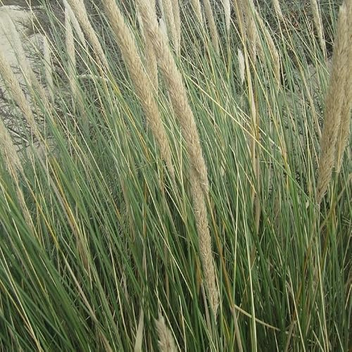6 x Ammophila arenaria – Strandhafer | Ziergras im P9-Topf