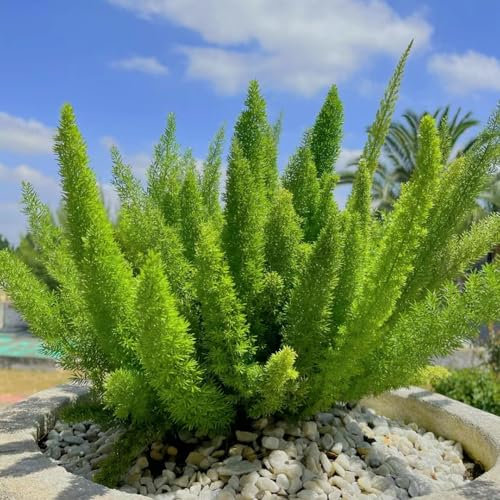150 Pc Semi Di Piante Di Asparagi Ornamentali, Felce Di Coda Di Volpe, Piante Da Appartamento Per Purificare L'Aria, Semi Esotici (Asparagi Densiflorus) Semi Di Antiche Varietà, Piante