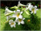 Lilienzwiebeln, Winterharte Stauden,Lilium，Lilien Winterhart MehrjäHrig，Zarte Blumenzwiebeln,Lilium Martagon，Duftende Blumen,Lilien Winterhart-10zwiebeln-C