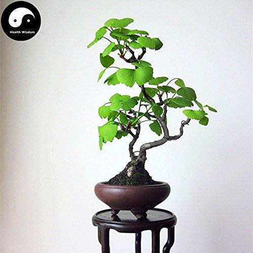 Vendita semi di Ginkgo Biloba albero 30pz pianta Ginkgo Yin Xing Albero per Herb Bai Guo