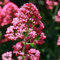 80 Pcs Spornblume Pflanze Winterhart Samen - Bodendecker Gartenkräuter, Bodendecker Pflanzen Winterhart Spornblume Saat, Samen Kräuter, Steingartenpflanzen Winterhart Gartenblumen