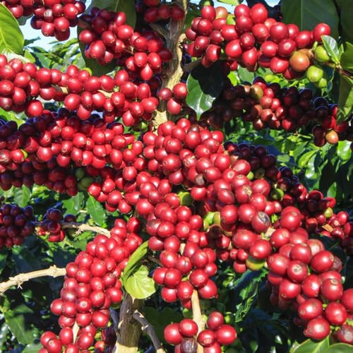 200 piezas semillas organicas de granos de cafe - perennes, perennes resistentes, Jardín decoración balcón, semillas granos café para camas elevadas