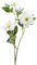 CREATIV green künstliche Christrosen 64cm in weiß I Christrosen künstlich mit naturgetreuen Blüten I hochwertige Christrose Kunstblumen I Blumen künstlich ideal als Indoor- oder Weihnachts-Deko