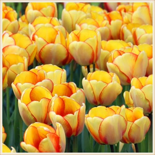 Mezcla de Colores de Bulbos de Tulipán para Jardín,Bulbos de Tulipán, Grandes y de Flores Hermosas-15bulbos-A