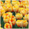 Mezcla de Colores de Bulbos de Tulipán para Jardín,Bulbos de Tulipán, Grandes y de Flores Hermosas-15bulbos-A