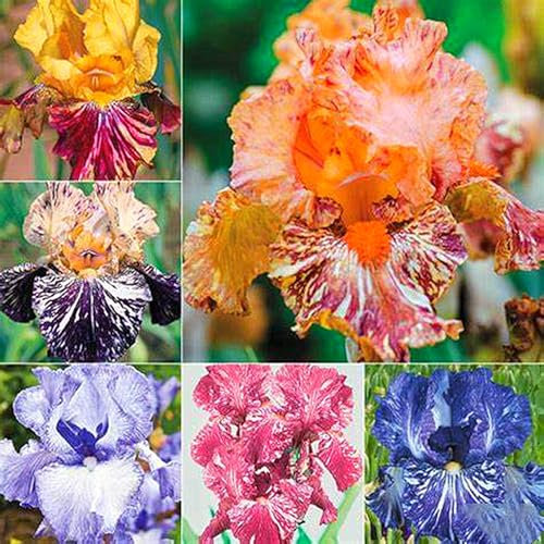 Bearded Iris Bulbs for Planting,Bearded Iris,Bearded Iris Bulbs Mix,Excellent Display,Indoor Perennial,Balcony Garden Bulbs,Flowering Rhizome-3bulbs-A
