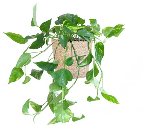 BloomPost Epipremnum Pinnatum Aureum Scindapsus — 20—30 cm + Korb — Zimmerpflanze — pflegeleichte Zimmerpflanze — Einfach zu züchtende Zimmerpflanzen für das Büro — Topf im Lieferumfang enthalten