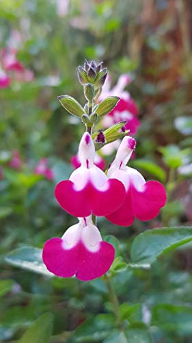 Salvia 'Cherry Lips' Perennial Garden Plug Plants Pack x6