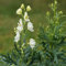 Blumixx Stauden Aconitum napellus 'Album' - Eisenhut weiß