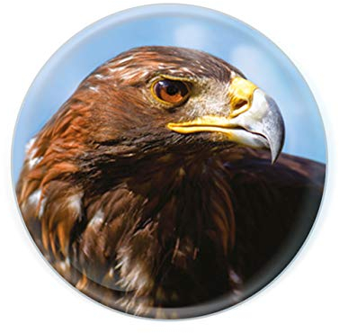 Deluxebase Magnidome - Adler Steinadler Kristallglas Kühlschrank Magnet für Kinder. Hervorragende gewölbte Magnete für Wohndekoration und Zubehör