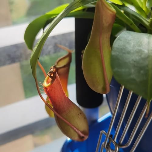 100 pz semi di pianta carnivora - Nepenthes - Regalo da giardino, semi di piante esotiche Piante perenni, piante perenni resistenti, vere piante d'appartamento Piante resistenti all'esterno,