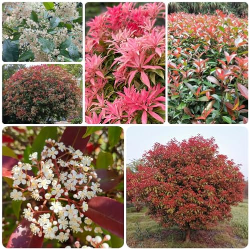 Photinia Red Robin plantas de cobertura níspero resistente semillas de Red Robin plantas en macetas resistentes (plantas de seto) setos arbustos Las plantas de jardín son resistentes, 550pcs
