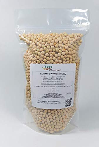 Guisante de grano verde. 1 Kilo. Apto para huerto o jardín con espectacular tasa de germinación.
