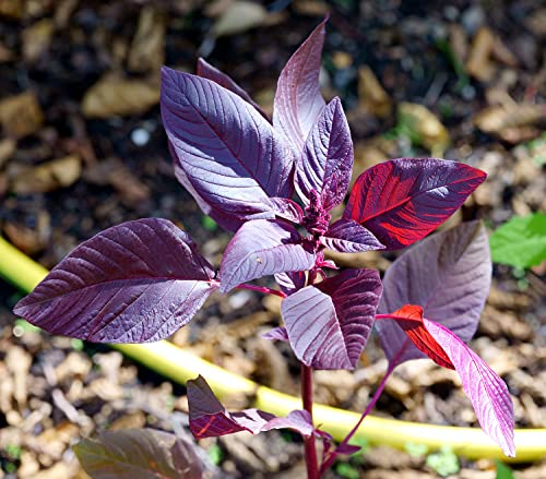 Gemüse-Amaranth Red Garnet - Rotblättriger Fuchsschwanz - Amarant - 1000 Samen