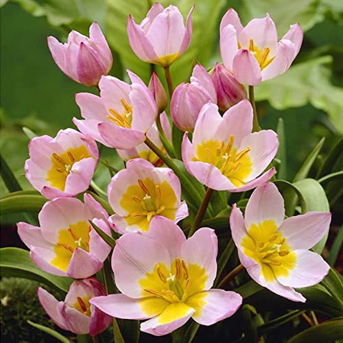 10 x Tulipa Bakeri Lilac Wonder - Spring Flowering Bulbs – Lilac Tulips with Yellow Base – Loved by Bees & Butterflies – Perennials – for Your Beautiful Garden