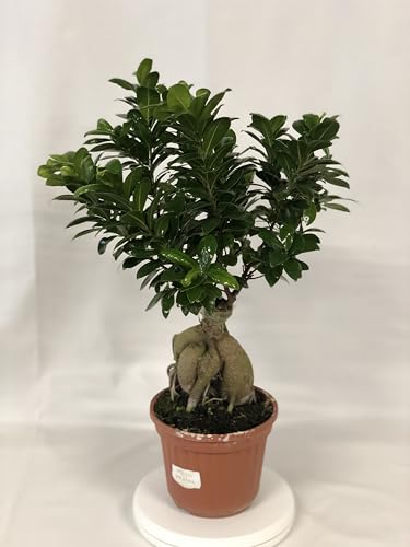 Ficus Ginseng Microcarpa Pflanze - im Topf Ø 20 cm - Höhe 40/50 cm
