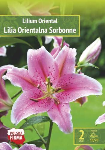 AGRONOM | LIRIOS - SORBONNE | Bulbos de flores perennes | Flores Rosa | Se cultivan en jardines de flores, macetas, se plantan en céspedes en flor | Paquete de 3 bulbos de flores