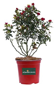 eGarden.store - Pianta vera di Rosa Nana - Altezza pianta: 30 cm Diametro vaso: 19 cm - Cespuglio compatto di Rosa rossa rifiorente e resistente adatta per dimensioni sia a giardino che balcone