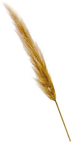 6 Stück natürliche Reed Weizen Ohren Setaria getrocknete Blumen getrocknete Pampa Gras Stängel Fuchsschwanz Kaninchen Schwanz Gras Pflanzen für Hochzeitsstrauß Blumenarrangements Kranz Wohnkultur