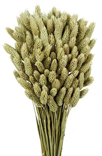 Natural Dried Phalaris Grass x 80cm - 150g - Wedding Home Decor Floral Craft