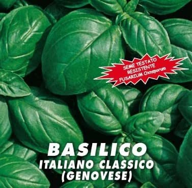 Semi Basilico Genovese Italiano, Resistente a Fusarium Oxysporum