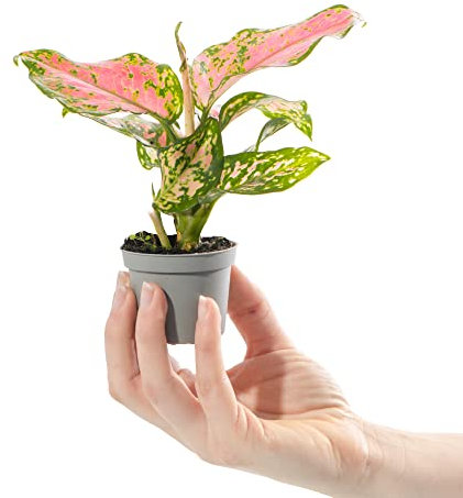 Baby Chinese Evergreen Plant - Aglaonema Red Dragon | Mini Houseplant with Pink, Green & White Variegated Foliage | Air Purifying Indoor Plant for Home, Bathroom, Office, Kitchen