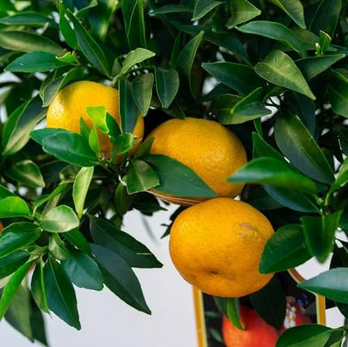 Pianta vera di Mandarino Marzolo - Diametro Vaso Fitocella 15cm