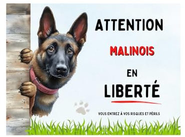 Plaque attention chien malinois en liberté,panneau malinois monte la garde, attention au chien, pancarte malinois humour, modèle1