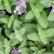 Catnip Seeds - 400 Fresh Catnep Cat Mint Herb Seeds – Plant and Grow Your Own Herbs in Greenhouse, Garden, Polytunnel, Growbags, Pots or Containers by Meldon Seeds UK