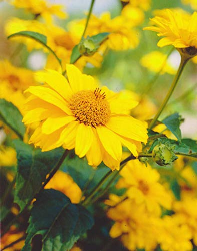 Sonnenauge Heliopsis scabra3 Wurzelstücke Staude Winterhart