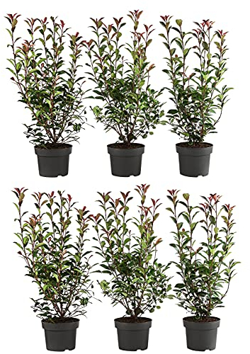 Dehner Purpur-Glanzmispel Carre Rouge, für 2 Meter Hecke, 40-60 cm, 6 x 5 l Topf, Heckenpflanze