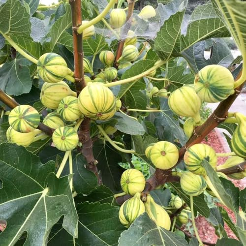 feigenbaum pflanzendeko balkonpflanzen gewächshaus balkon obstpflanzen zimmerbonsai bonsai obstbaum winterharte kübelpflanzen baumsamen säulenobst zimmerpflanze pflanzensamen 125samen