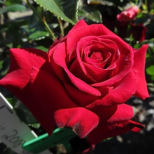 Unforgettable Times - 5.5lt Potted Hybrid Tea Garden Rose Bush - Deep Dark Fragrant Red Rose Fades to Deep Pink- Exclusive