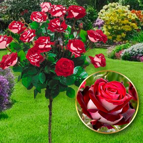 Rose ad alberello - Alta 120 cm - Ideale per balconi, terrazze e piccoli giardini - Adatta per vasi e in terra (Osiria)