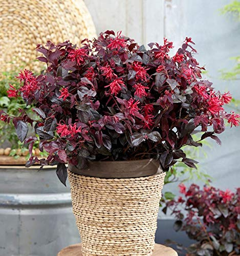 Riemenblüte Black Pearl 40-60cm - Loropetalum chinense - lebende Gartenpflanze aus den Baumschulen