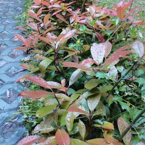 semi di fotinia rossa - tappezzanti in vaso rialzata balcone con interna decorative giardino Giardino roccioso resistenti 300pcs