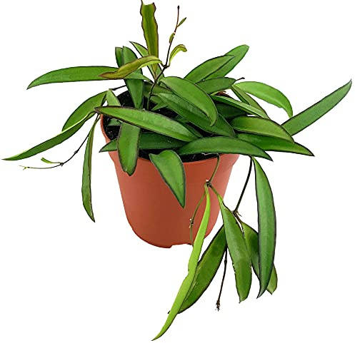 Fangblatt - Hoya wayetii im Ø 12 cm Topf - pflegeleichte Porzellanblume/Wachsblume - wunderschöne Zimmerpflanze