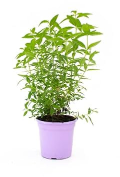 DECOALIVE Hierba Luisa, Cidrón o Cedrón Planta de Exterior Natural